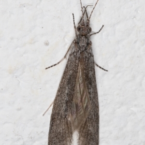 Leptoceridae sp. (family) at Melba, ACT - 6 Sep 2024 11:16 PM