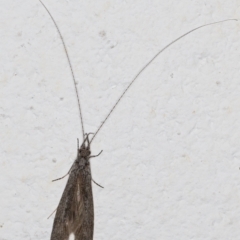 Leptoceridae sp. (family) at Melba, ACT - 6 Sep 2024 11:16 PM
