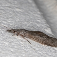 Leptoceridae sp. (family) at Melba, ACT - 6 Sep 2024 11:16 PM