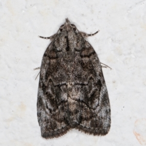 Etanna clopaea at Melba, ACT - 6 Sep 2024 11:18 PM