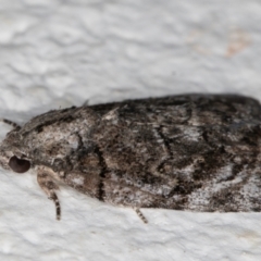 Etanna clopaea at Melba, ACT - 6 Sep 2024 11:18 PM