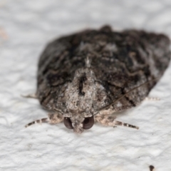 Etanna clopaea at Melba, ACT - 6 Sep 2024 11:18 PM