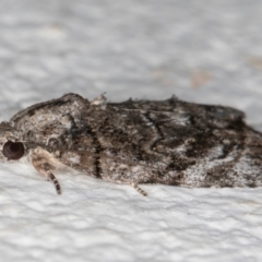 Etanna clopaea at Melba, ACT - 6 Sep 2024 11:18 PM