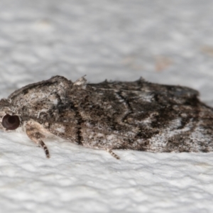 Etanna clopaea at Melba, ACT - 6 Sep 2024 11:18 PM