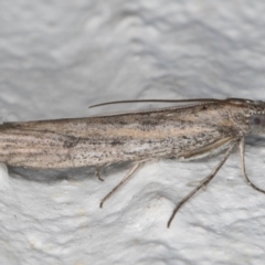 Meyrickiella homosema (Grey Snout Moth) at Melba, ACT - 6 Sep 2024 by kasiaaus