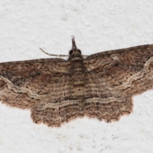 Chloroclystis filata at Melba, ACT - 6 Sep 2024