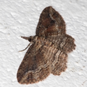 Chloroclystis filata at Melba, ACT - 6 Sep 2024