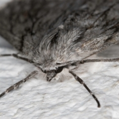 Cyneoterpna wilsoni at Melba, ACT - 7 Sep 2024 01:13 AM