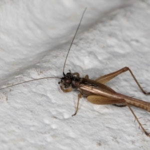 Trigonidium sp. (genus) at Melba, ACT - 7 Sep 2024