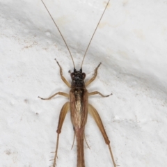 Trigonidium sp. (genus) at Melba, ACT - 7 Sep 2024