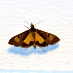 Uresiphita ornithopteralis (Tree Lucerne Moth) at Penrose, NSW - 6 Sep 2024 by Aussiegall