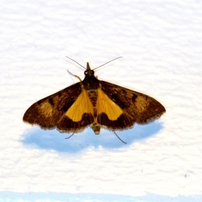 Uresiphita ornithopteralis (Tree Lucerne Moth) at Penrose, NSW - 6 Sep 2024 by Aussiegall