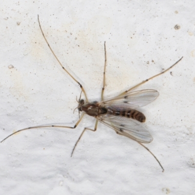 Chironomidae (family) (Non-biting Midge) at Melba, ACT - 7 Sep 2024 by kasiaaus