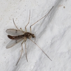 Chironomidae (family) at Melba, ACT - 7 Sep 2024 01:19 AM