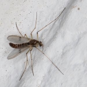 Chironomidae (family) at Melba, ACT - 7 Sep 2024 01:19 AM