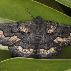 Melanodes anthracitaria (Black Geometrid) at Melba, ACT - 7 Sep 2024 by kasiaaus