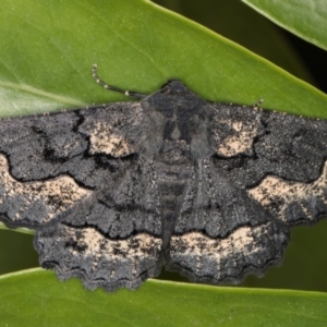 Melanodes anthracitaria at Melba, ACT - 7 Sep 2024 01:20 AM