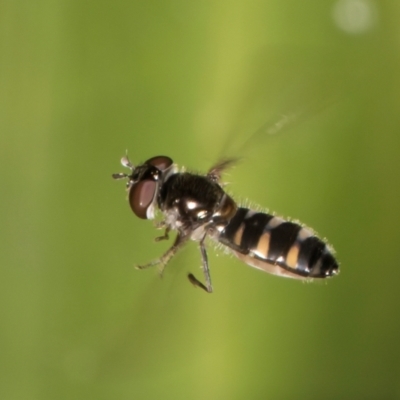 Melangyna viridiceps (Hover fly) at Melba, ACT - 7 Sep 2024 by kasiaaus