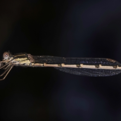 Austrolestes leda (Wandering Ringtail) at Melba, ACT - 7 Sep 2024 by kasiaaus