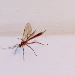 Netelia sp. (genus) (An Ichneumon wasp) at Penrose, NSW - 6 Sep 2024 by Aussiegall