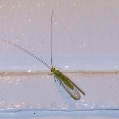 Plesiochrysa ramburi (A Green Lacewing) at Penrose, NSW - 6 Sep 2024 by Aussiegall