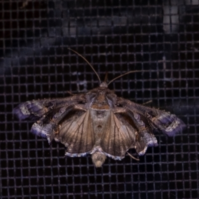 Chrysodeixis argentifera (Tobacco Looper) at Penrose, NSW - 6 Sep 2024 by Aussiegall