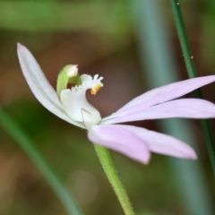 Caladenia catenata (White Fingers) at Moruya, NSW - 7 Sep 2024 by LisaH