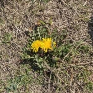 Taraxacum sect. Taraxacum at Chisholm, ACT - 3 Sep 2024 02:38 PM