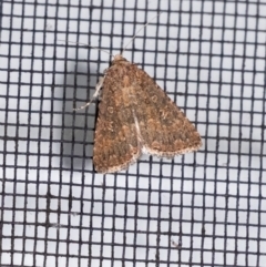 Hypoperigea tonsa (A noctuid moth) at Penrose, NSW - 6 Sep 2024 by Aussiegall