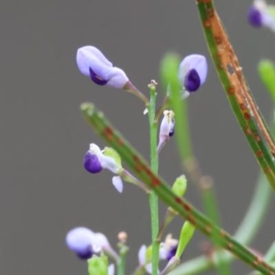 Comesperma volubile (Love Creeper) at Moruya, NSW - 7 Sep 2024 by LisaH