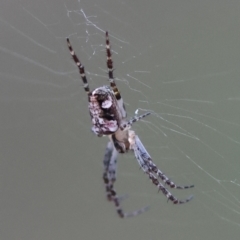 Plebs eburnus (Eastern bush orb-weaver) at Moruya, NSW - 7 Sep 2024 by LisaH