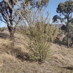 Prunus sp. at Chisholm, ACT - 3 Sep 2024