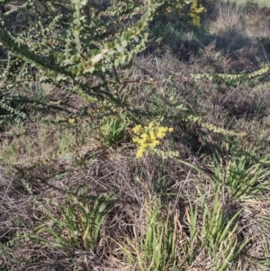 Acacia pravissima at Chisholm, ACT - 3 Sep 2024 02:37 PM