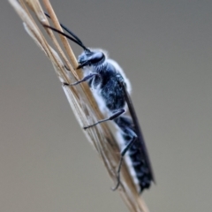 Tiphiidae (family) at Moruya, NSW - 7 Sep 2024 by LisaH