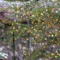 Acacia ulicifolia (Prickly Moses) at Tallong, NSW - 7 Sep 2024 by Aussiegall