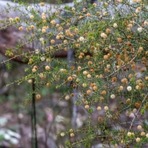 Acacia ulicifolia at Tallong, NSW - 7 Sep 2024