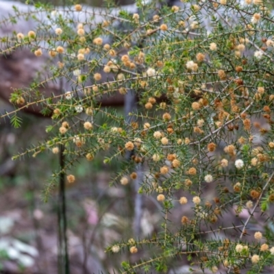 Acacia ulicifolia (Prickly Moses) at Tallong, NSW - 7 Sep 2024 by Aussiegall