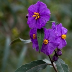 Solanum celatum at Tallong, NSW - 7 Sep 2024 by Aussiegall