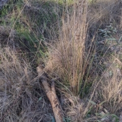 Juncus sp. (A Rush) at Chisholm, ACT - 3 Sep 2024 by PatMASH