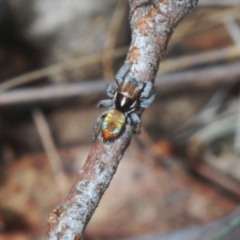 Maratus calcitrans (Kicking peacock spider) at Yarralumla, ACT - 7 Sep 2024 by Harrisi