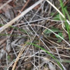 Maratus calcitrans at Yarralumla, ACT - 7 Sep 2024