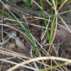 Maratus calcitrans at Yarralumla, ACT - 7 Sep 2024