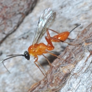 Ichneumonidae (family) at Cook, ACT - 7 Sep 2024 05:04 PM