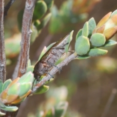 Melobasis propinqua at Yarralumla, ACT - 7 Sep 2024 02:05 PM