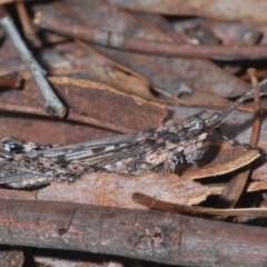 Coryphistes ruricola at Yarralumla, ACT - 7 Sep 2024 12:26 PM