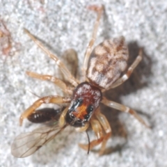 Arasia mollicoma (Flat-white Jumping Spider) at Yarralumla, ACT - 7 Sep 2024 by Harrisi