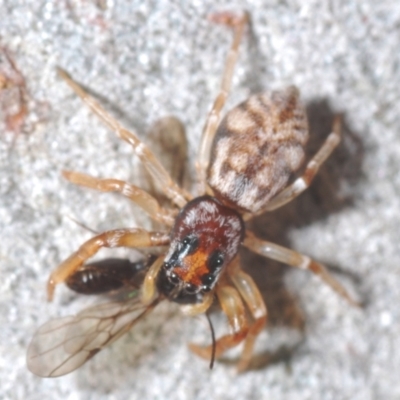 Arasia mollicoma (Flat-white Jumping Spider) at Yarralumla, ACT - 7 Sep 2024 by Harrisi