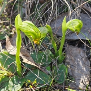 Pterostylis nutans at Hawker, ACT - suppressed