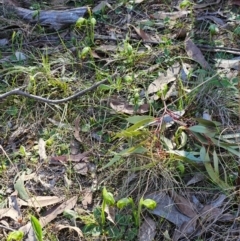 Pterostylis nutans at Hawker, ACT - suppressed