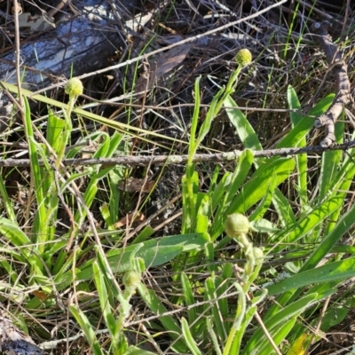 Craspedia variabilis (Common Billy Buttons) at Hawker, ACT - 7 Sep 2024 by sangio7